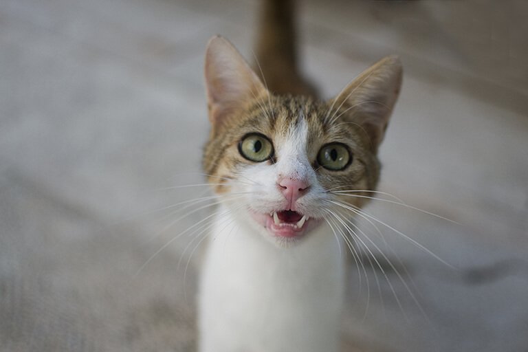 こちらを見つめ鳴く猫